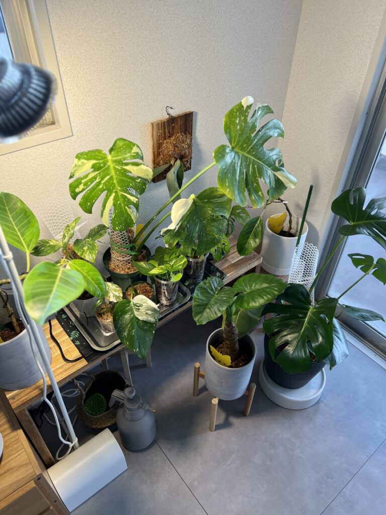 冬の植物育成環境