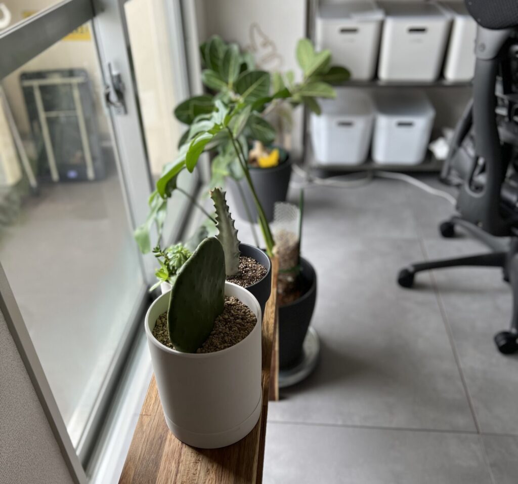 仕事部屋の観葉植物育成環境