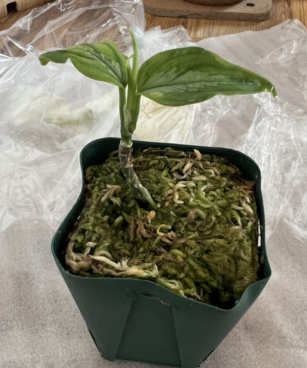 アグラオネマ・ピクタム・トリカラー Aglaonema pictum ”Anchor” Silky-S from sibolga timur【AZ1013-2a】