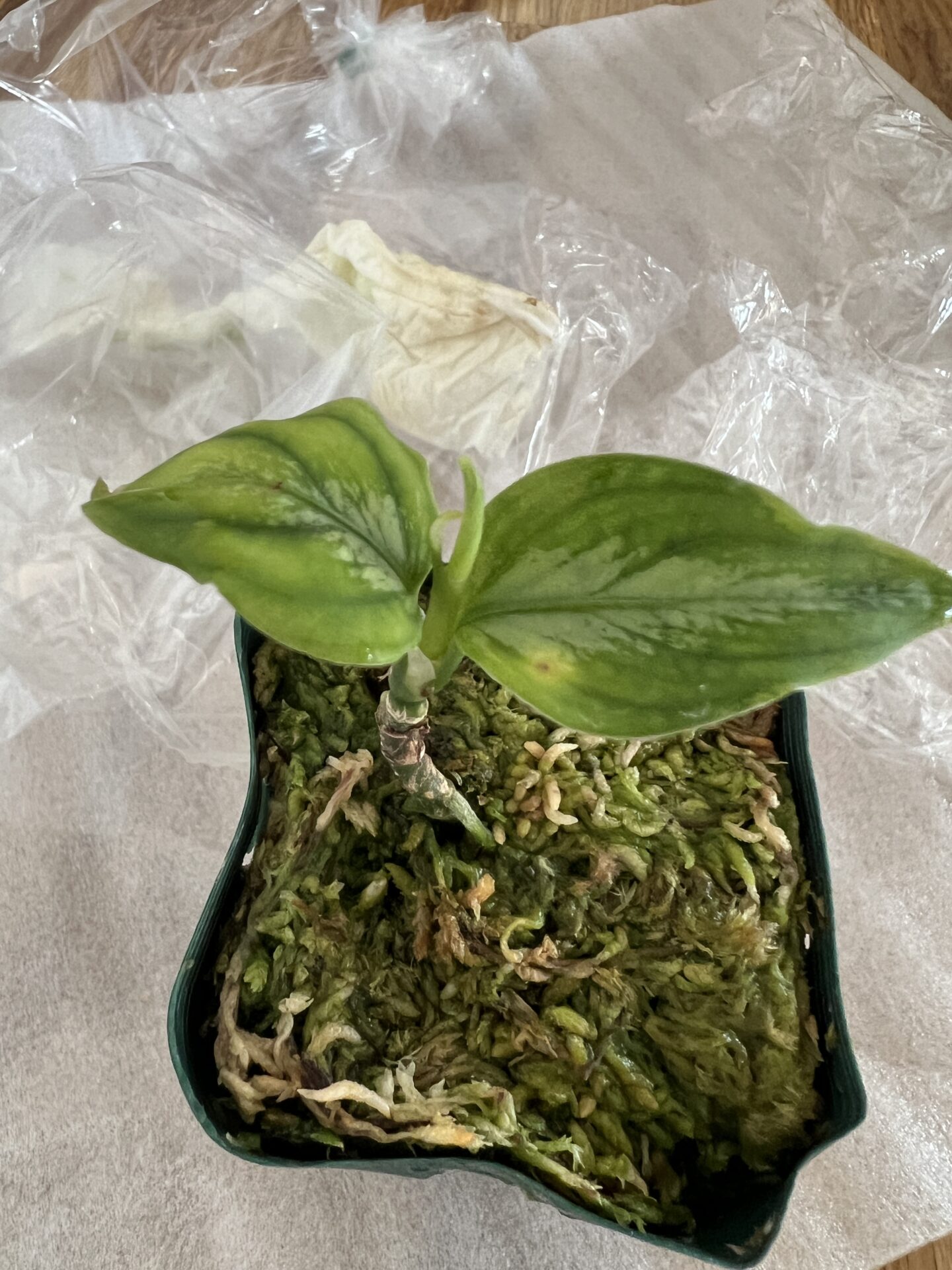 アグラオネマ・ピクタム・トリカラー Aglaonema pictum ”Anchor” Silky-S from sibolga timur【AZ1013-2a】