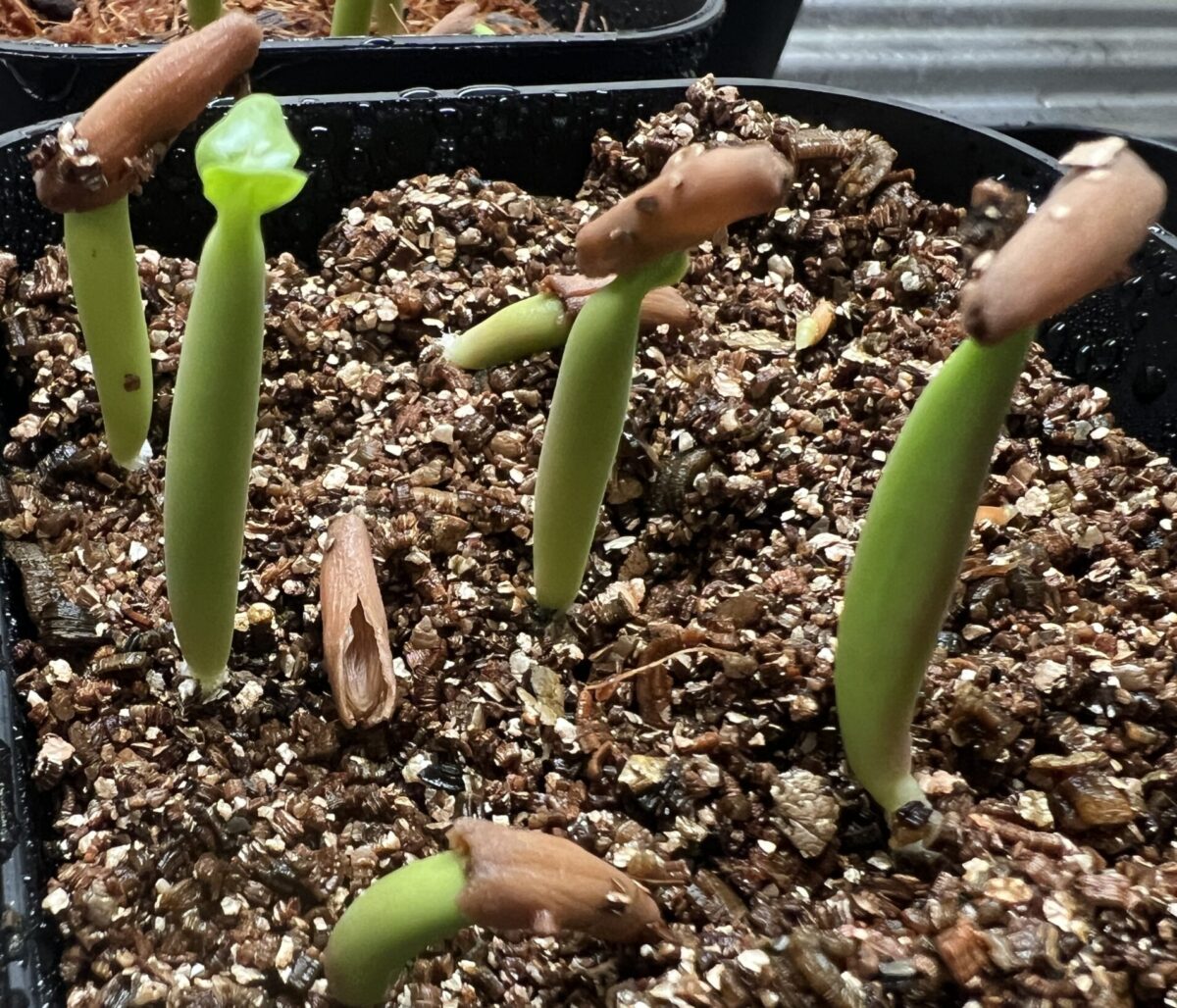 実生のアデニウム・アラビカムが二葉になった