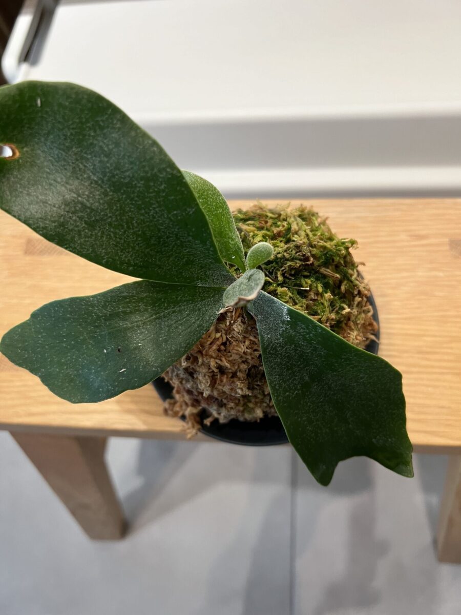 苔玉ビカクシダ・ネザーランドgarageの新芽が成長中