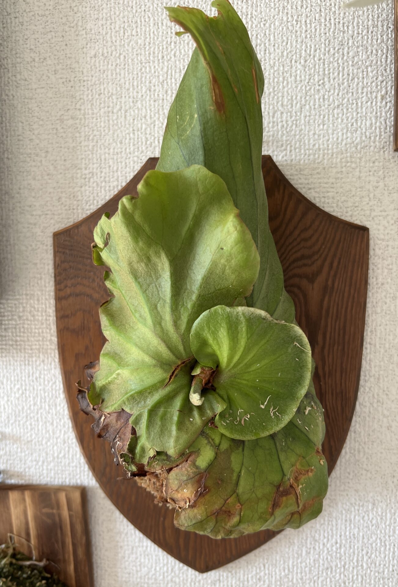 ビカクシダ・キッチャクード(Platycerium mt.kitshakood)成長記録・育て方 | シロウト園芸 Leafy Life 101