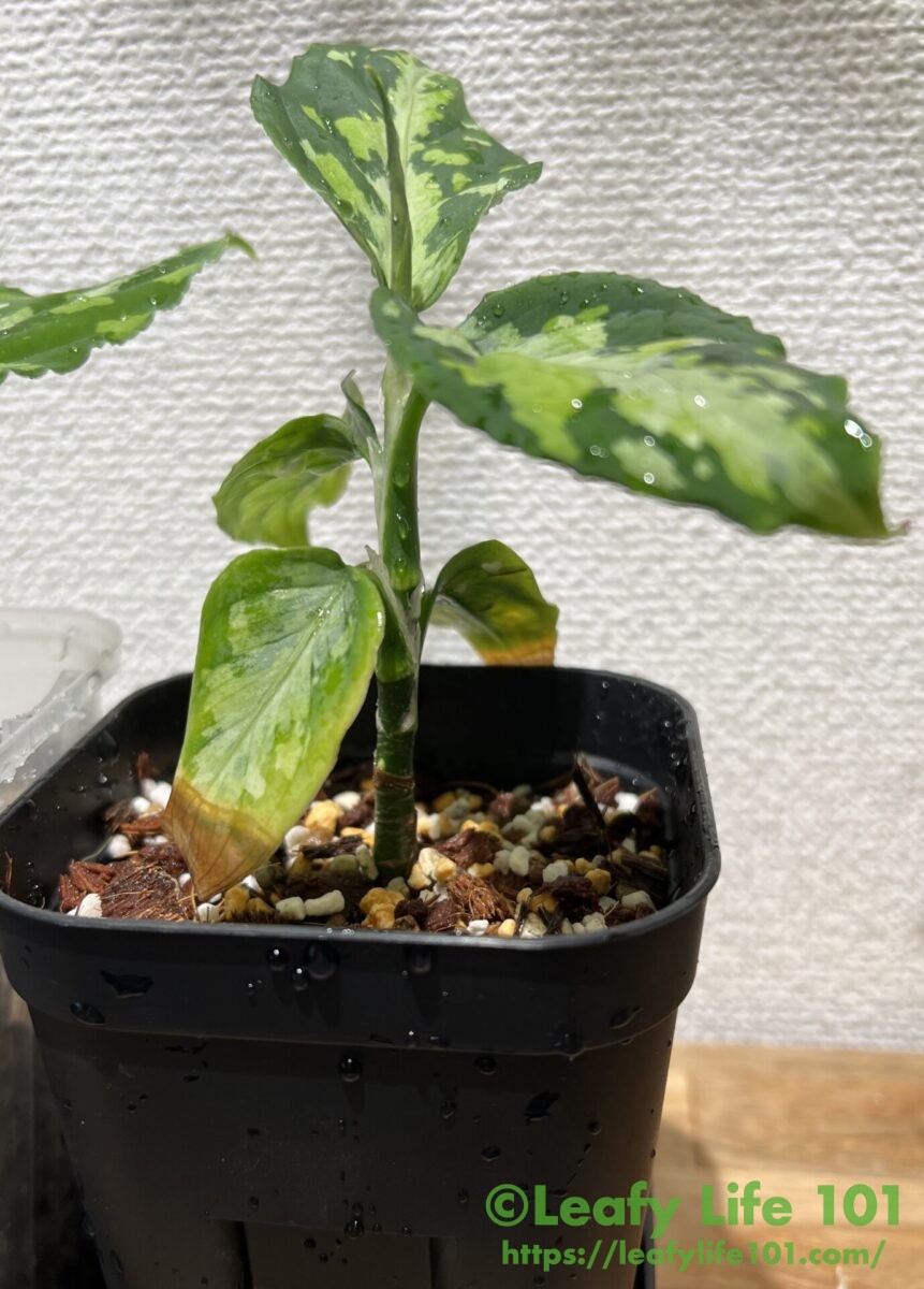 植え替え後のアグラオネマ・ピクタム・マルチカラー・Aglaonema pictum 'Multicolor' from Sumatera Barat 【AZ0912－3】さん