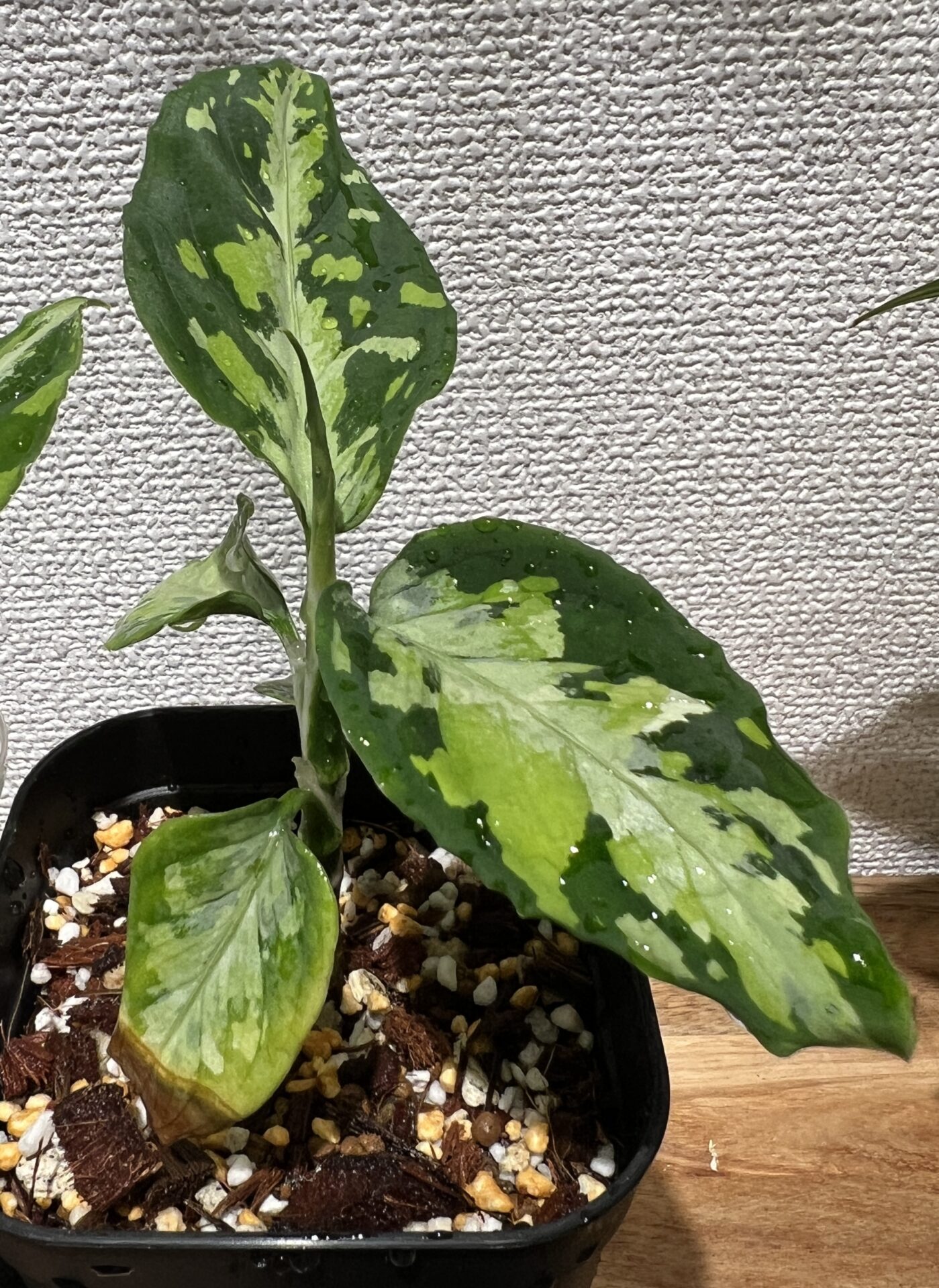 植え替え後のアグラオネマ・ピクタム・マルチカラー・Aglaonema pictum 'Multicolor' from Sumatera Barat 【AZ0912－3】さん