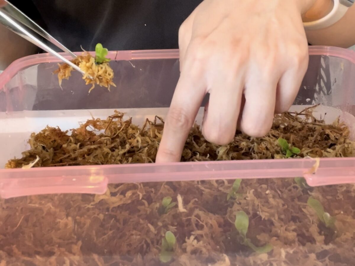 胞子体を水苔で包んで植える