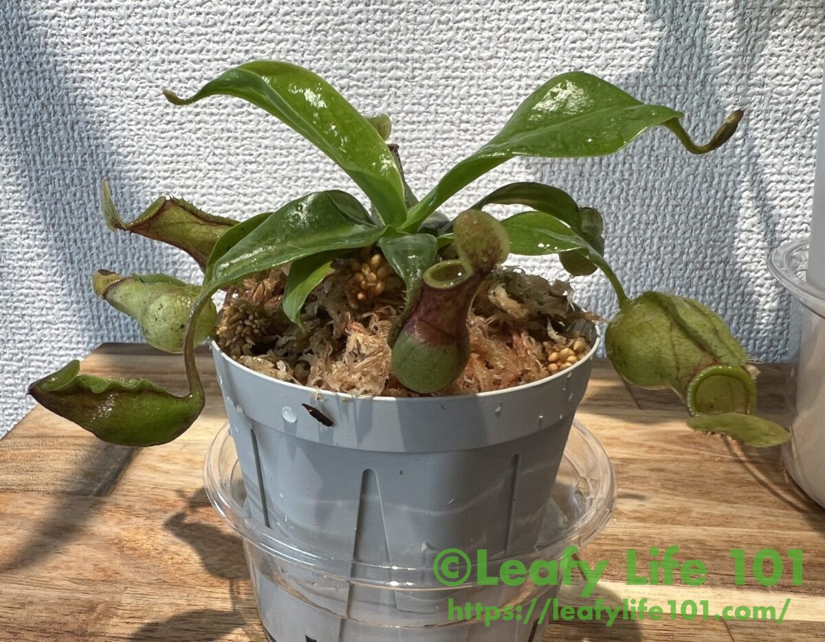 植え替え後のウツボカズラ君