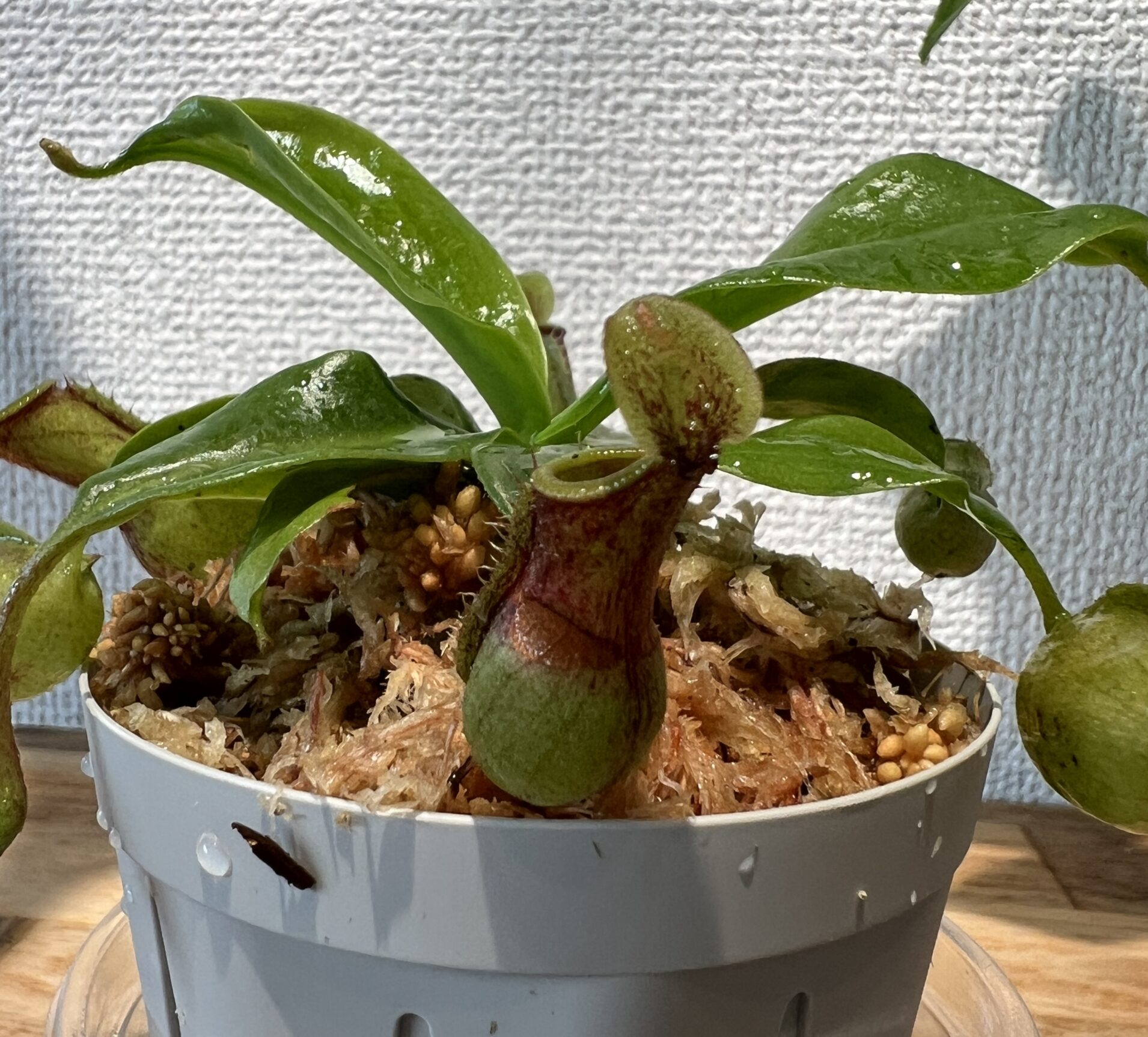 植え替え後のウツボカズラ君