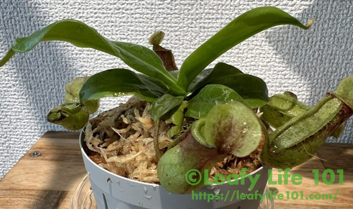 植え替え後のウツボカズラ君