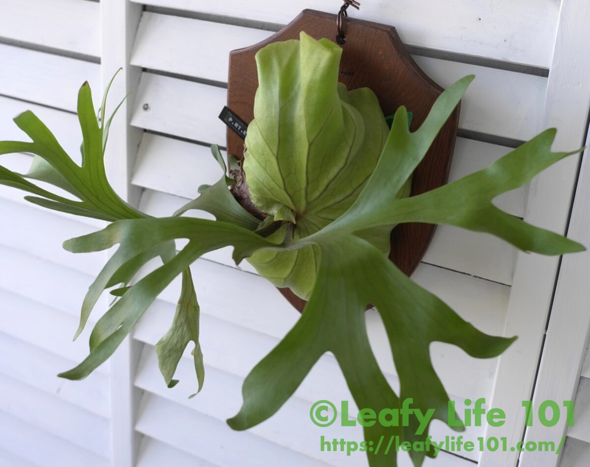 ビカクシダ・キッチャクード(Platycerium mt.kitshakood)成長記録・育て方 | シロウト園芸 Leafy Life 101