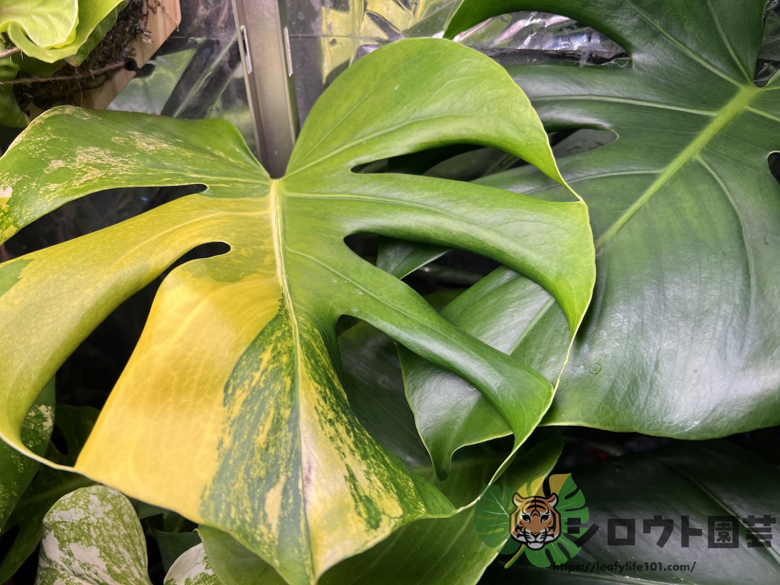 モンステラ・デリシオーサ 黄斑入り Yellow variegated(variegata)