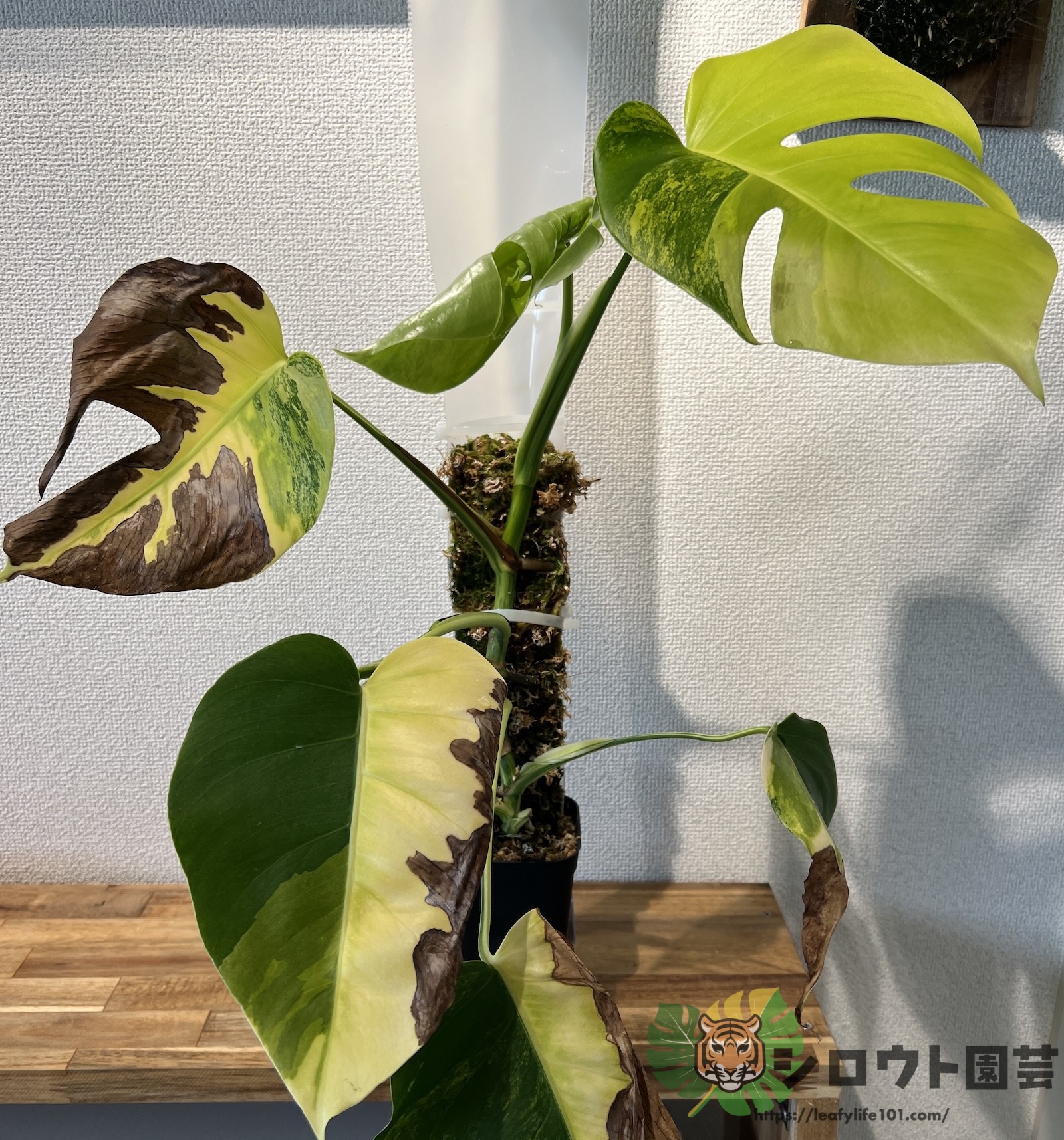 モンステラ・デリシオーサ var.ボルシギアナ 黃斑入り オーレア Aurea / Yellow variegated(variegata)