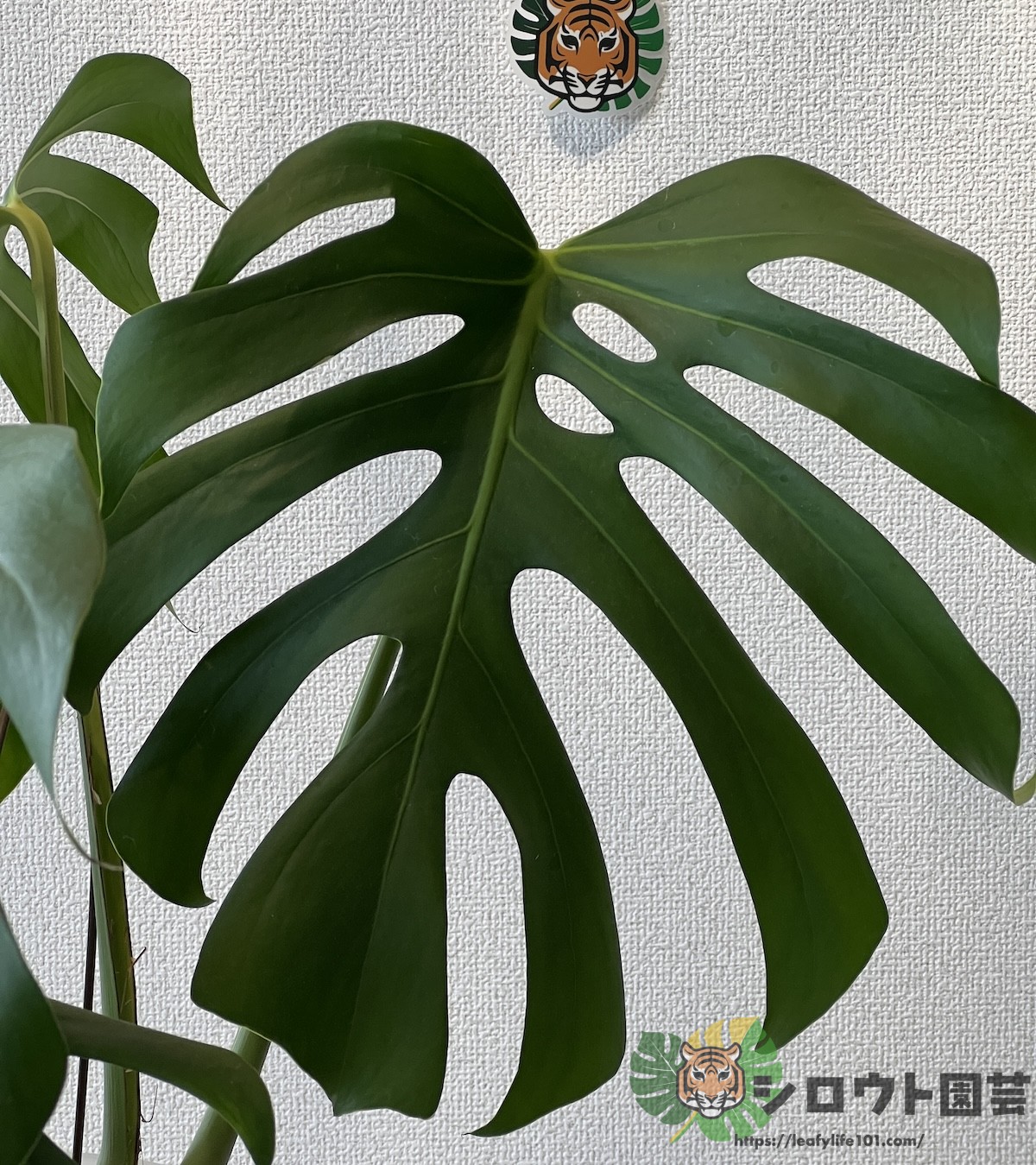超希少本物 モンステラ、デリシオーサ ブラジル コッモン