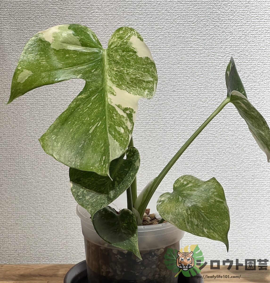 モンステラ・デリシオーサ 'プラチナム ミューテーション'