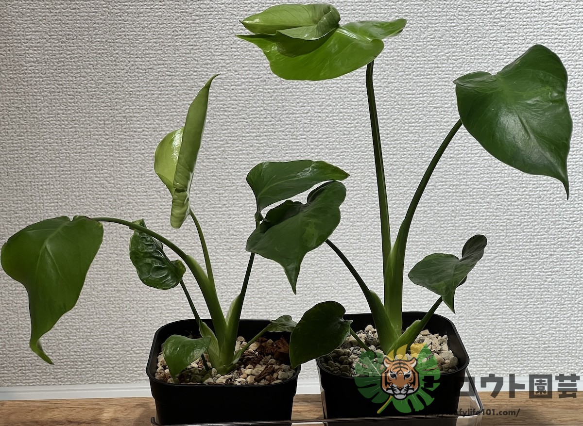 モンステラ・デリシオーサ '変異株 ミューテーション×2'