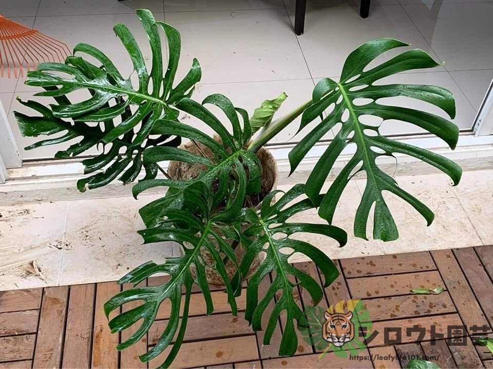 モンステラ・デリシオーサ sp. ベラクルス(Monstera delicosa sp. Veracruz)参考株