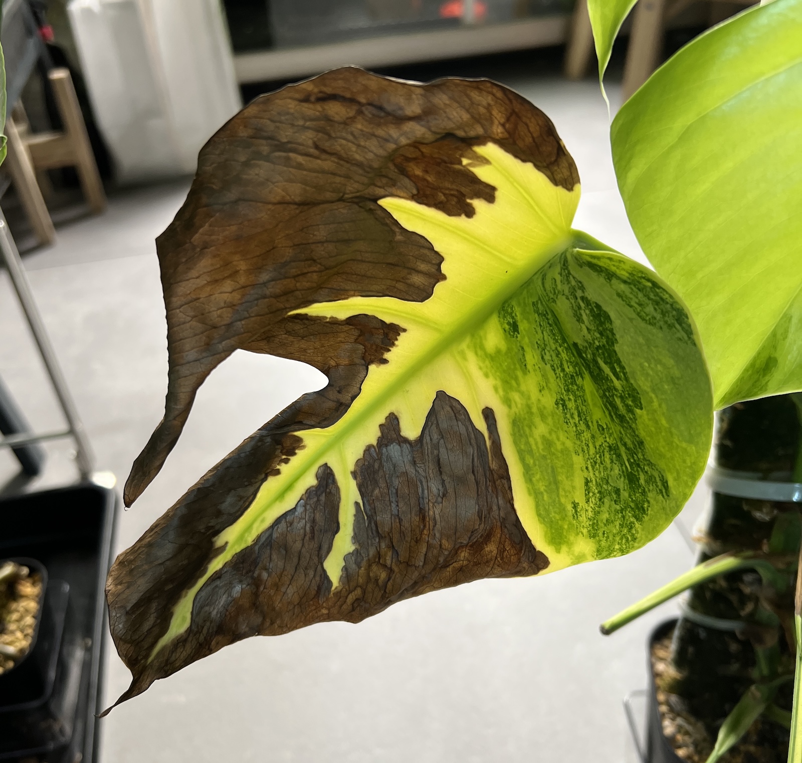 【超基本】観葉植物を枯らさない！肥料の選び方・与え方、そして成長の仕組みまで徹底解説