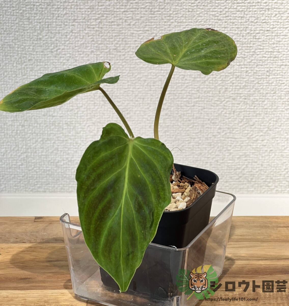 フィロデンドロン・ベルコーサム