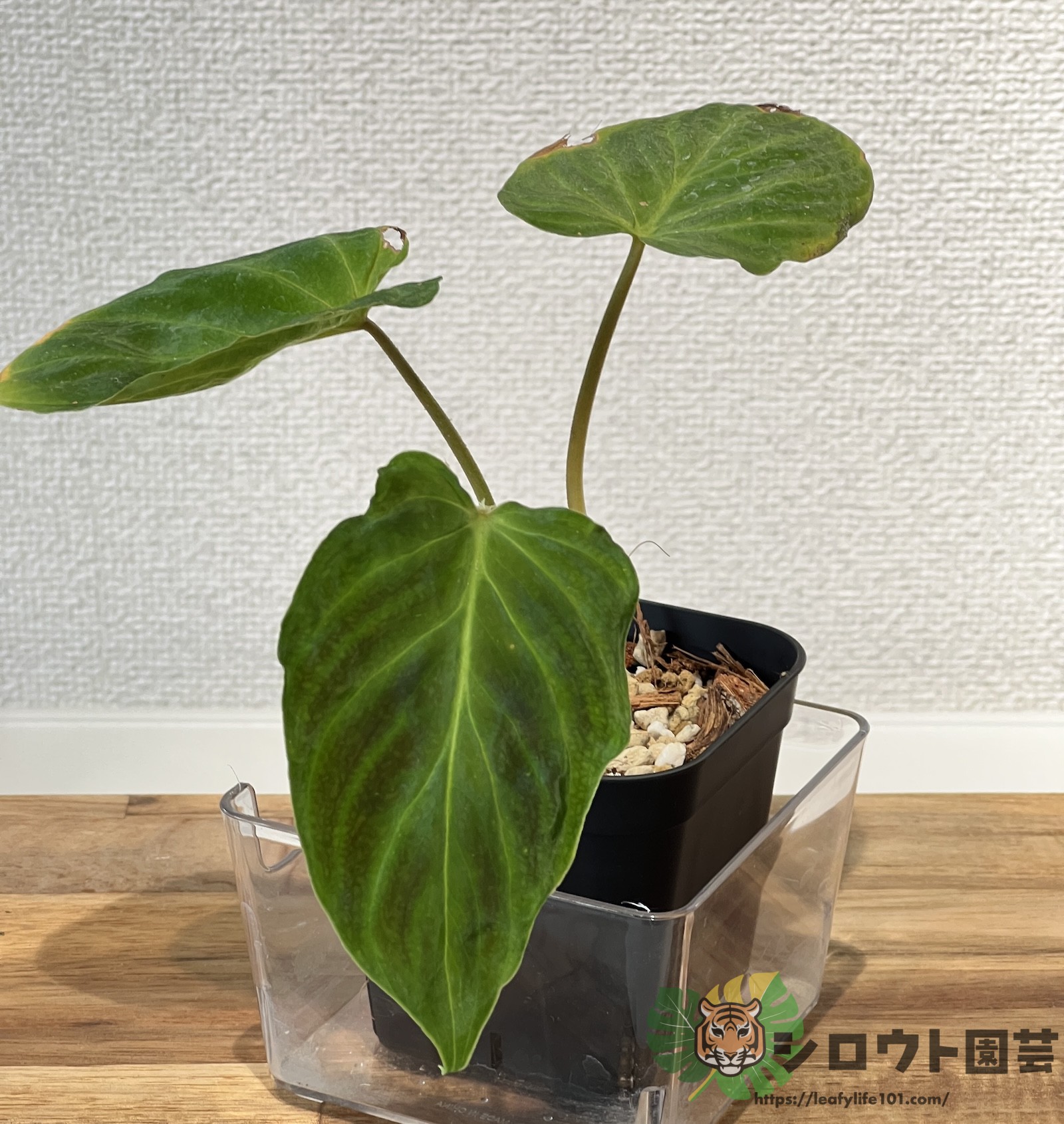 フィロデンドロン・ベルコーサム