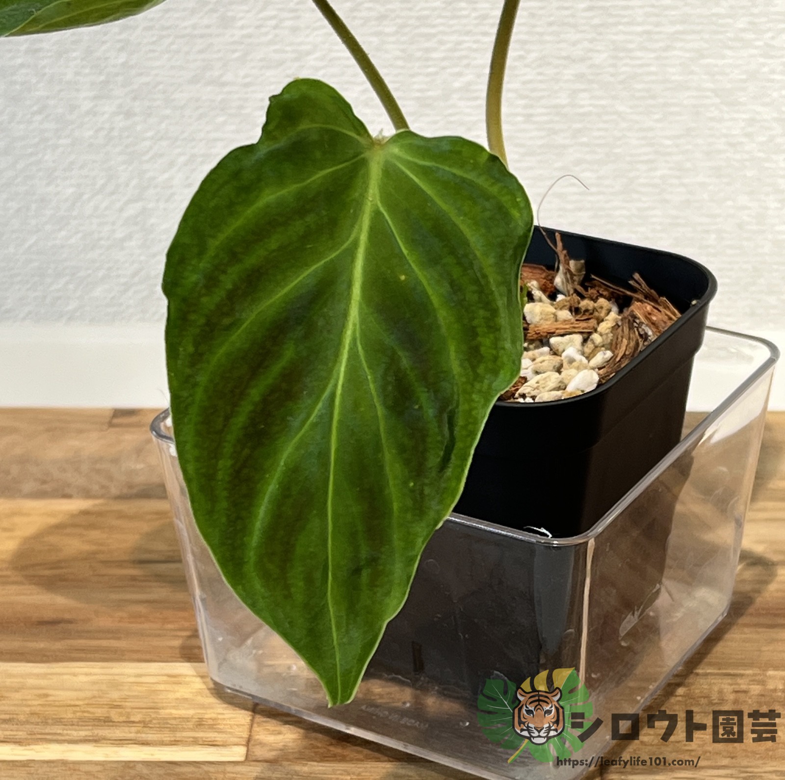 フィロデンドロン・ベルコーサム