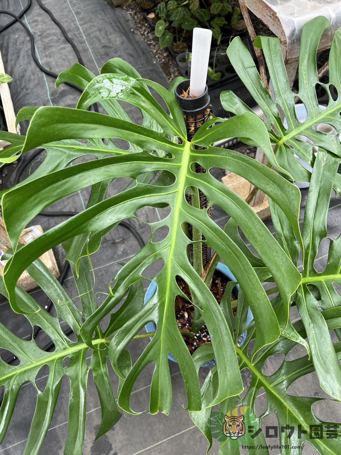 モンステラ・デリシオーサ sp. ベラクルス(Monstera delicosa sp. Veracruz)参考株