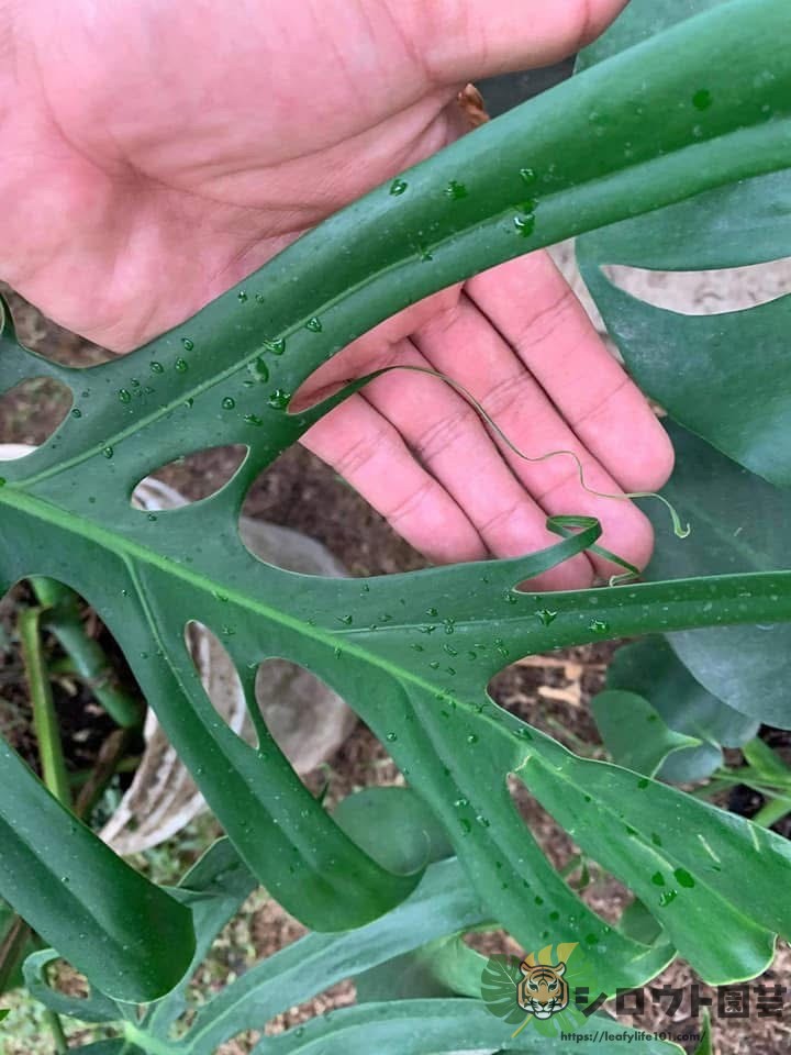 モンステラ・デリシオーサ sp. ベラクルス(Monstera delicosa sp. Veracruz)参考株