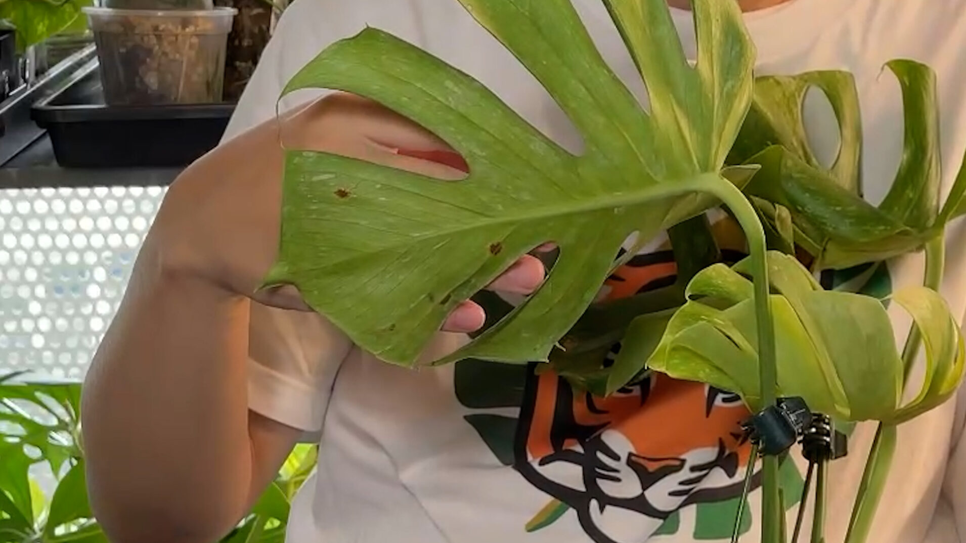 【初心者向け】植物の病気を防ぐ！殺菌剤の正しい使い方と選び方