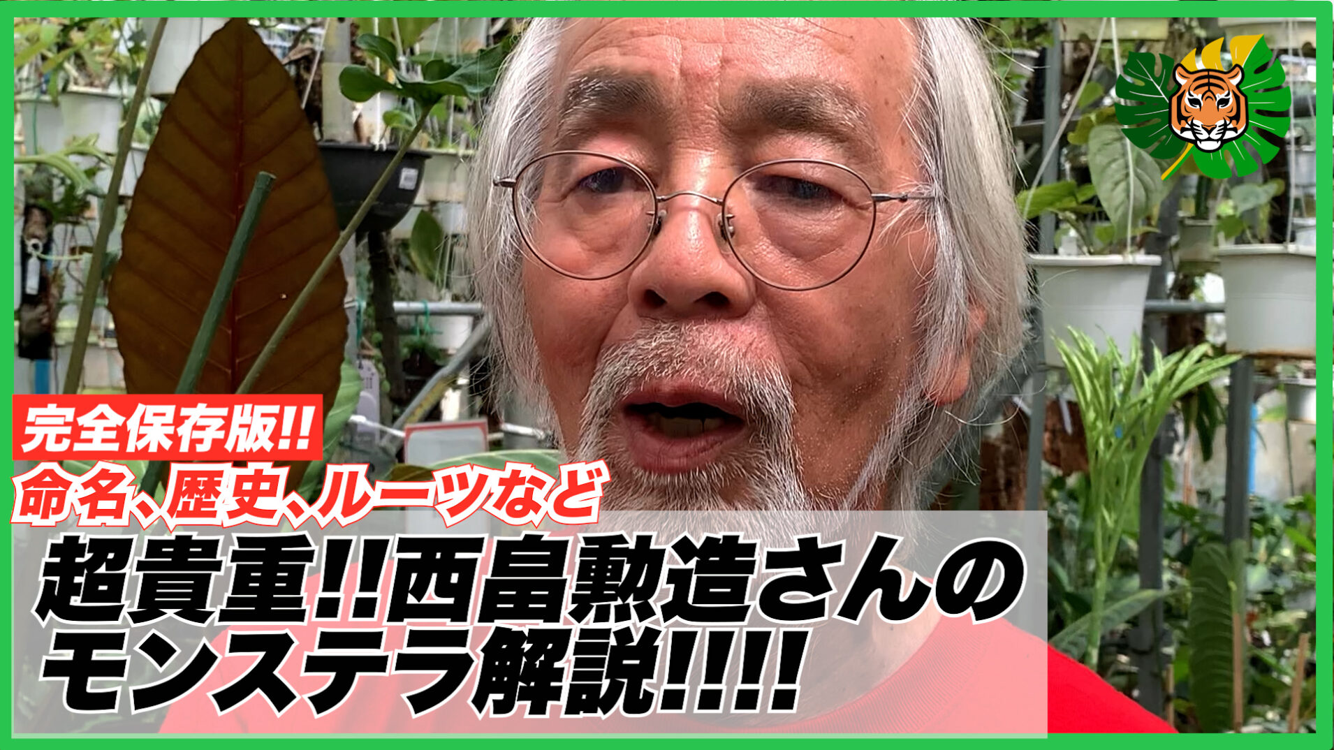 27 モンステラ　デリシオーサ　イエロームーン　花宇宙クンゾウ社長命名 61 モンステラ デリシオーサ イエロームーン 花宇宙クンゾウ社長
