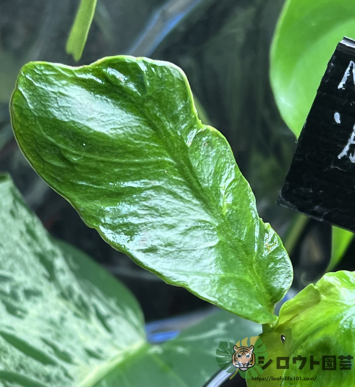 モンステラ・デリシオーサ '朧月(Oboroduki)'