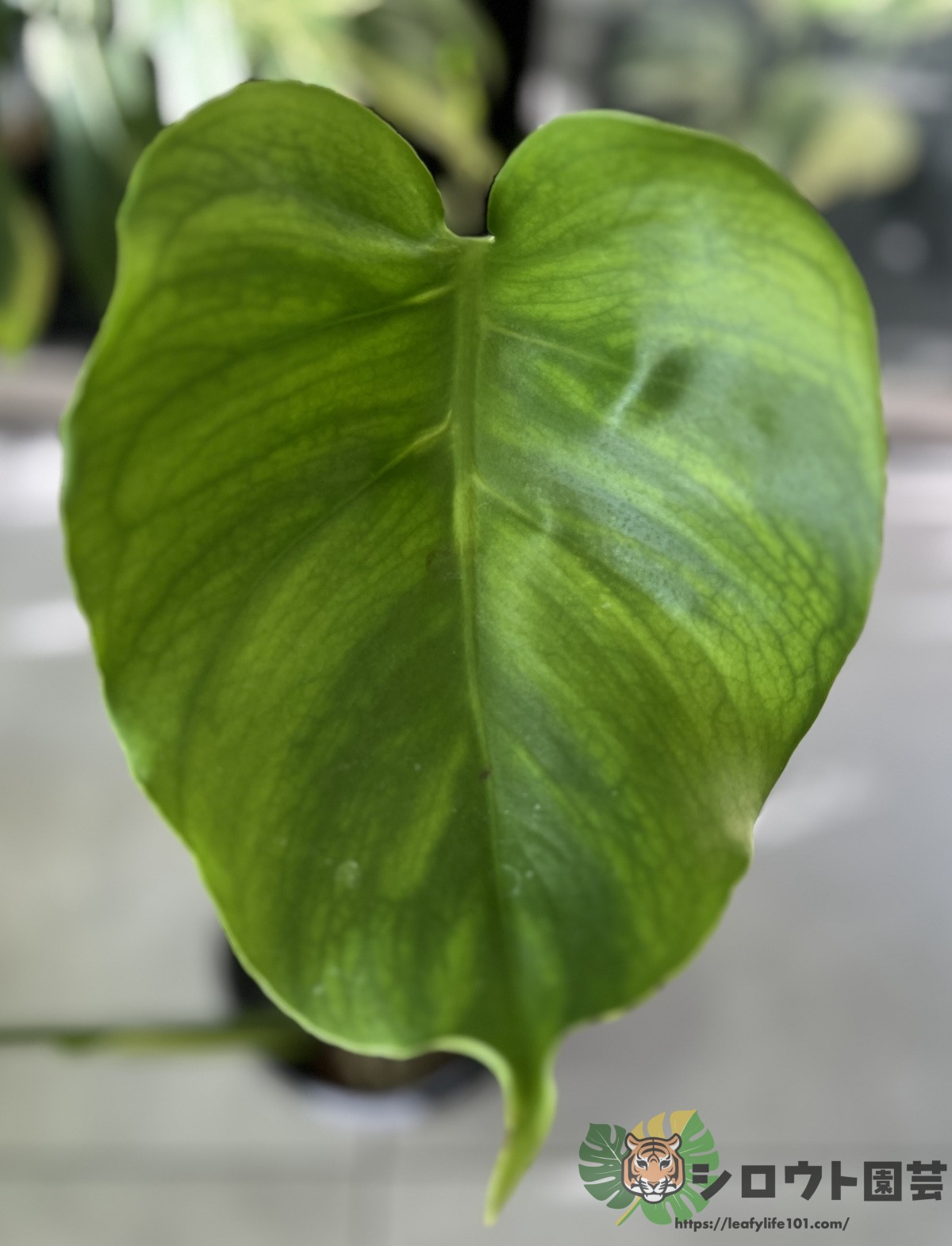 モンステラ88 スケルトン　デリシオーサ　茎カット　発根済み　成長点ぷっくり モンステラ88 スケルトン デリシオーサ 茎カット 発根済み 成長