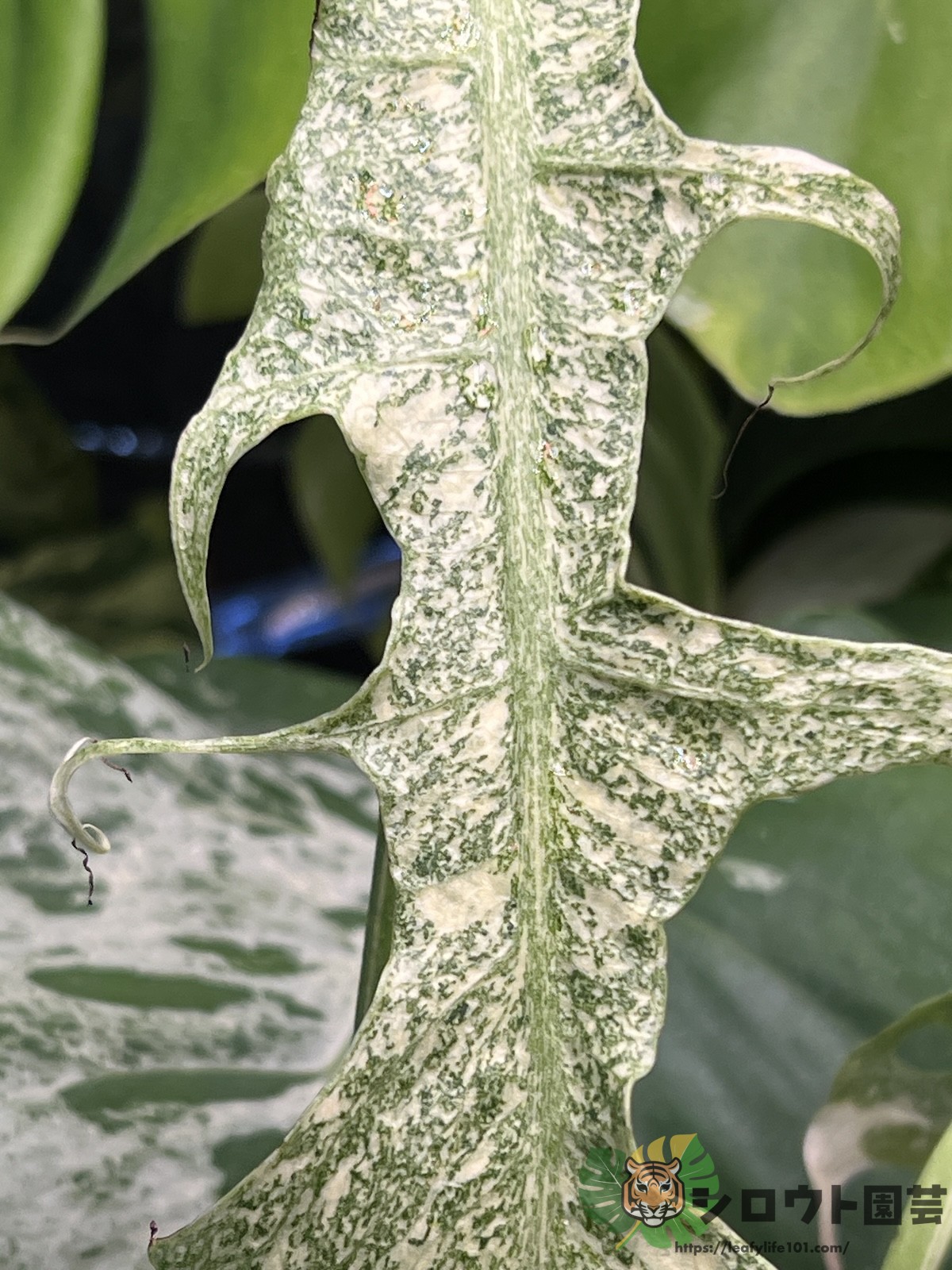 モンステラ・デリシオーサ 'スターライト' 成長記録・育て方