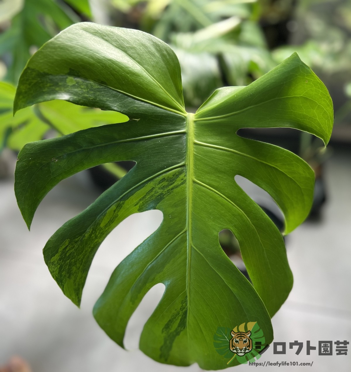 モンステラ デリシオーサ GOG抹茶斑入り 親サイズ株 モンステラ