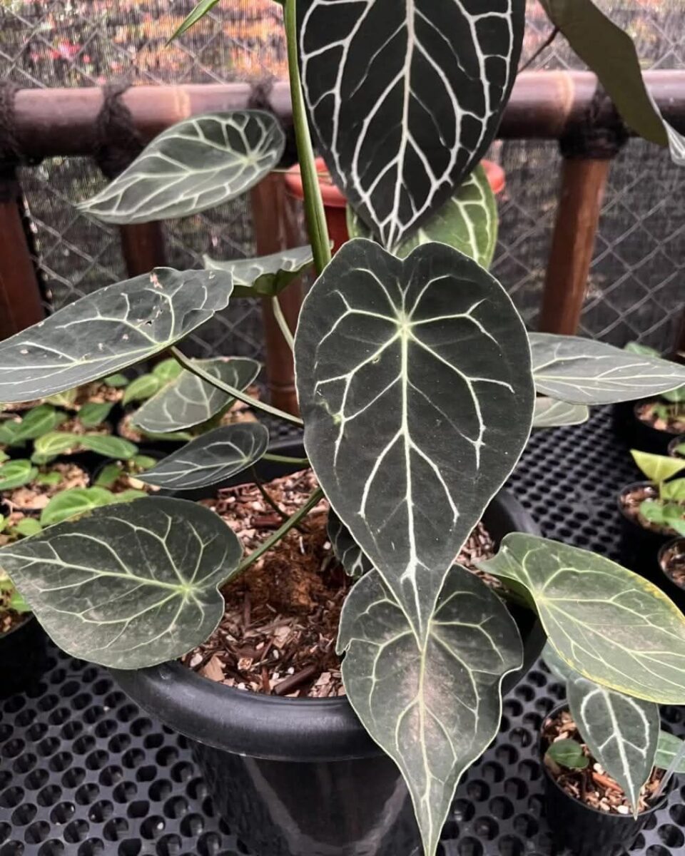 アンスリウム サンダーボルト