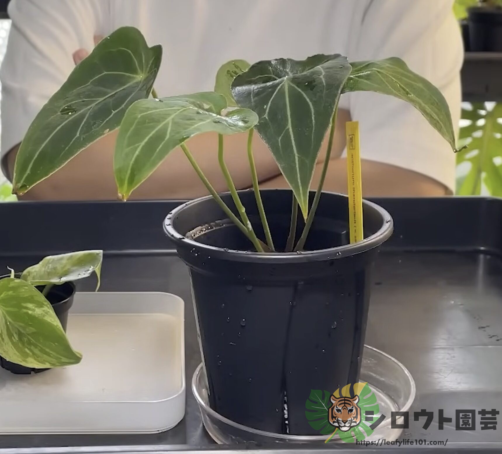 アンスリウム 'サンダーボルト' (x self)