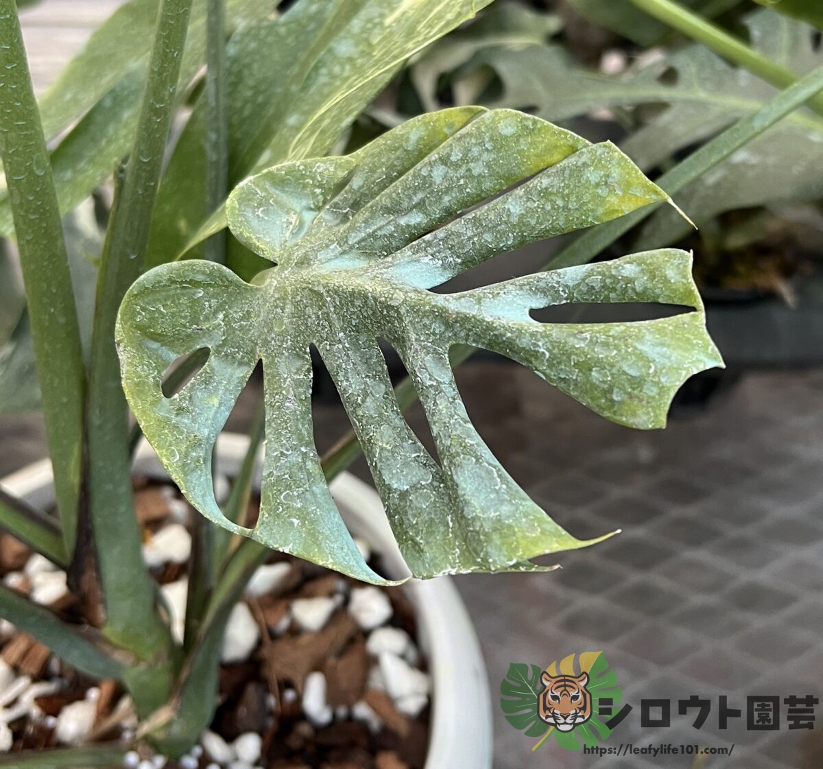 【変異株】モンステラ・デリシオーサ 'ドワーフ?2' 親株