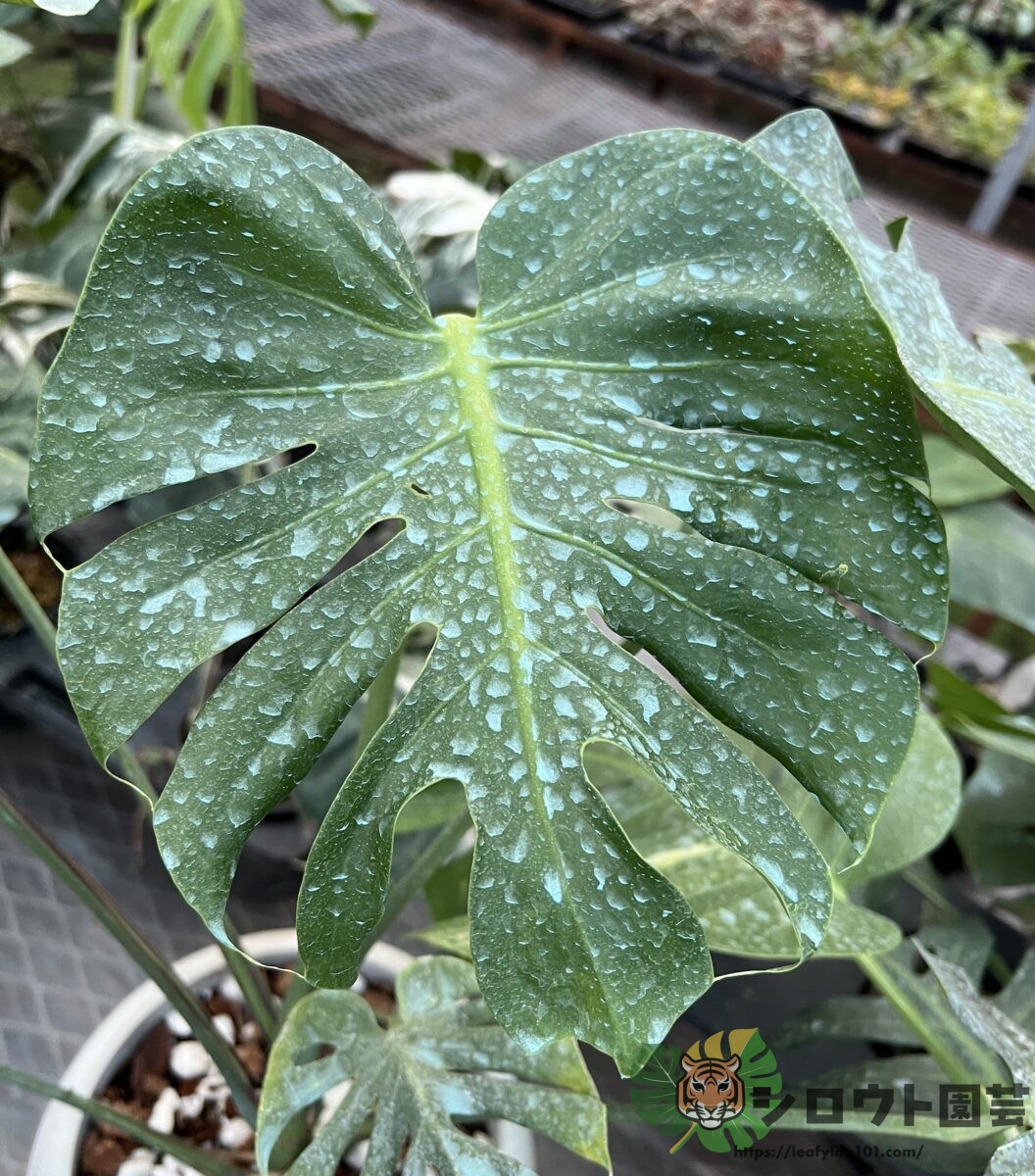 【変異株】モンステラ・デリシオーサ 'ドワーフ?2' 親株