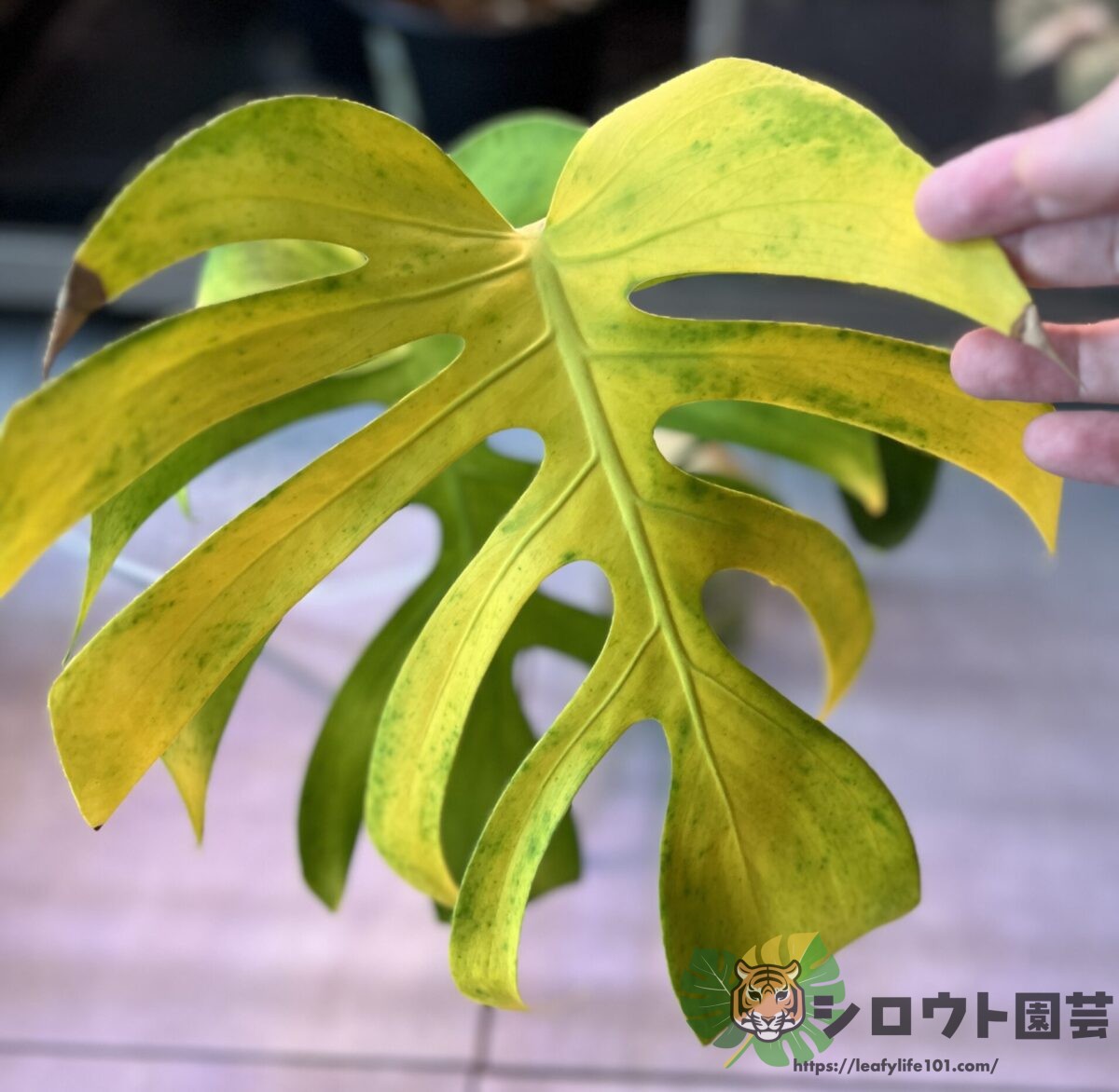 【変異株】モンステラ・デリシオーサ '切れ込み深く広い'