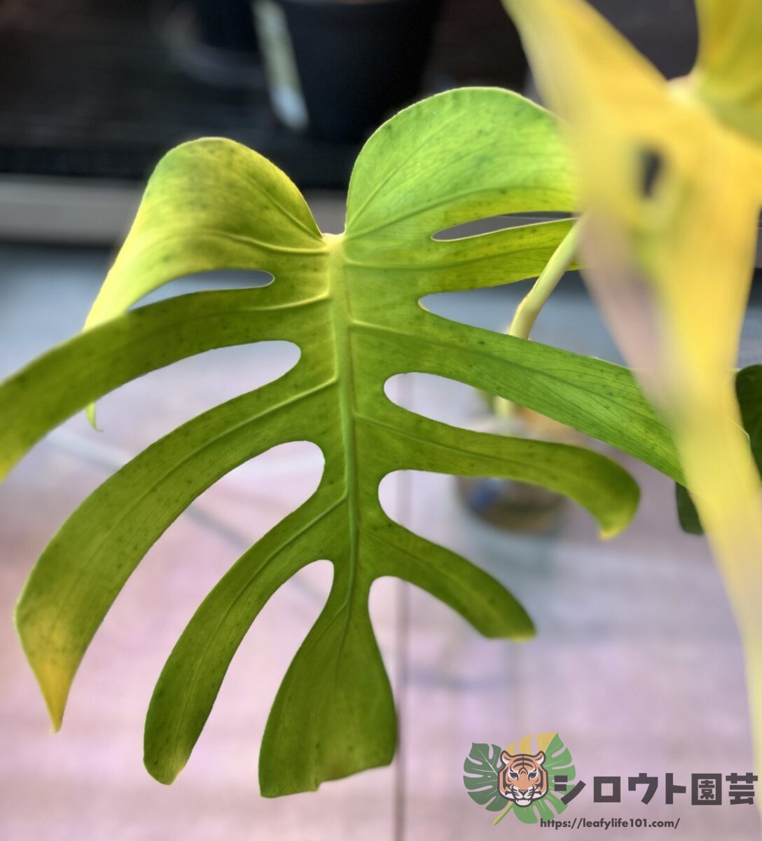 【変異株】モンステラ・デリシオーサ '切れ込み深く広い'