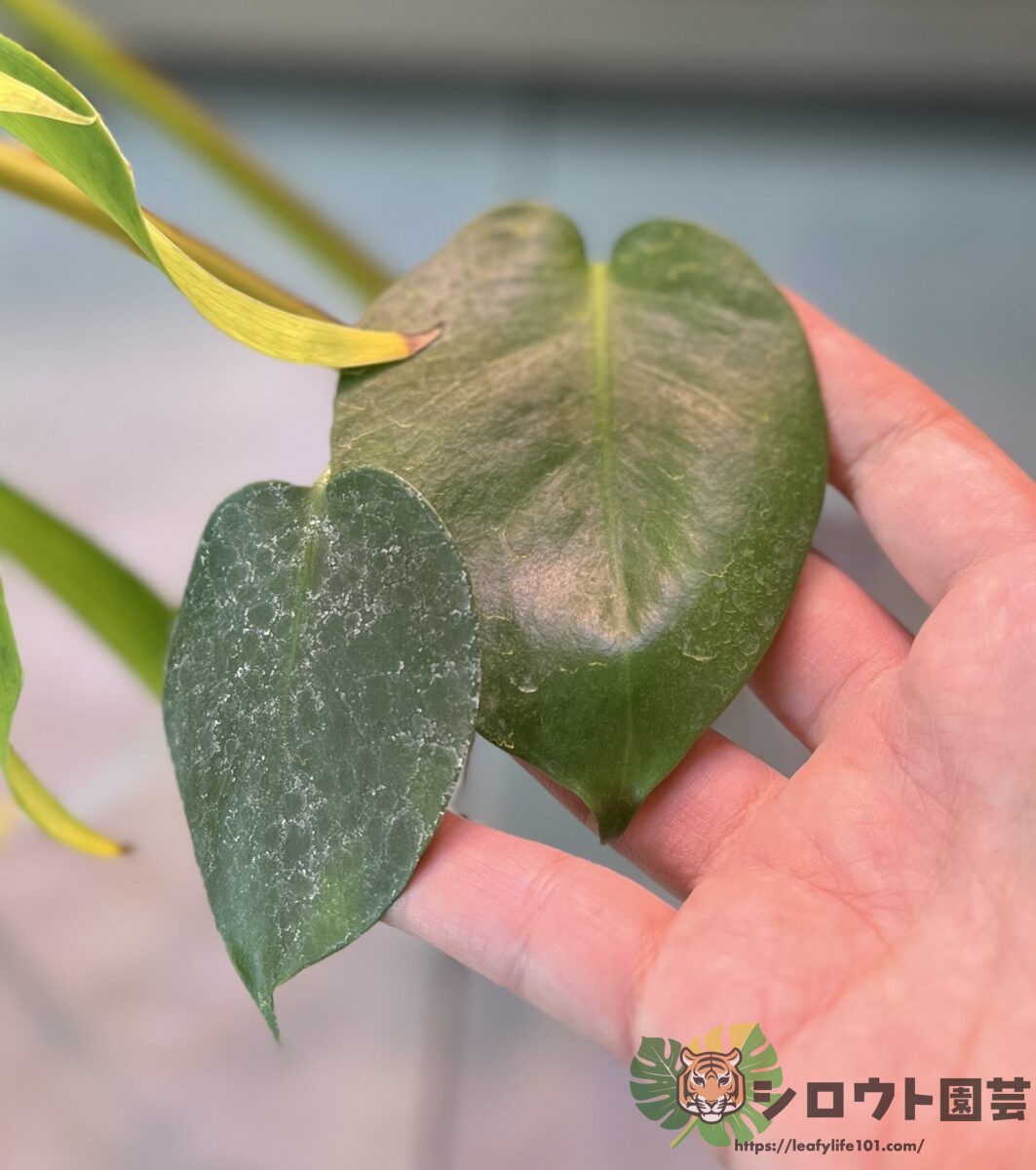 【変異株】モンステラ・デリシオーサ 'ドワーフ?2'
