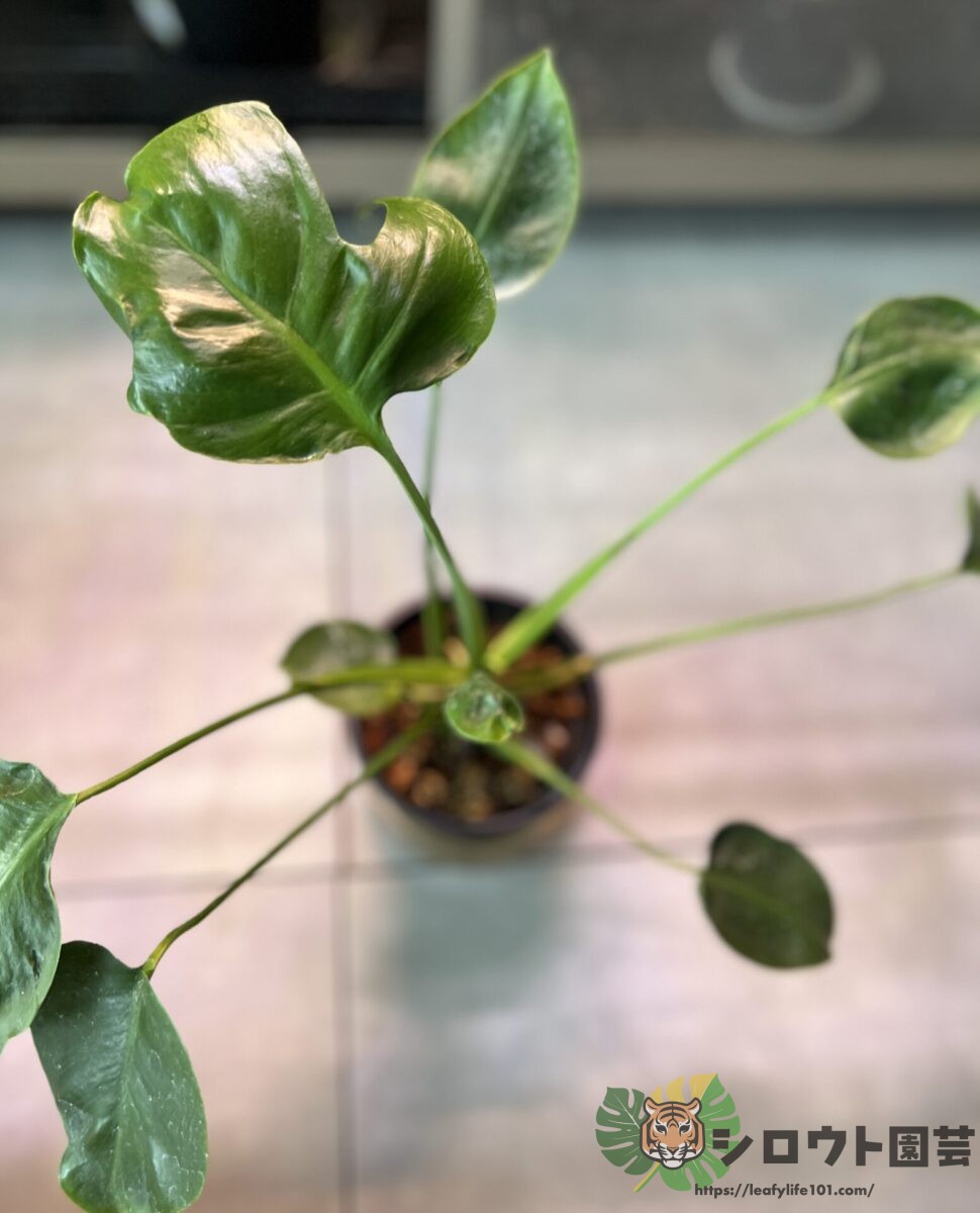 【変異株】モンステラ・デリシオーサ 'ドワーフ?' 成長記録・育て方