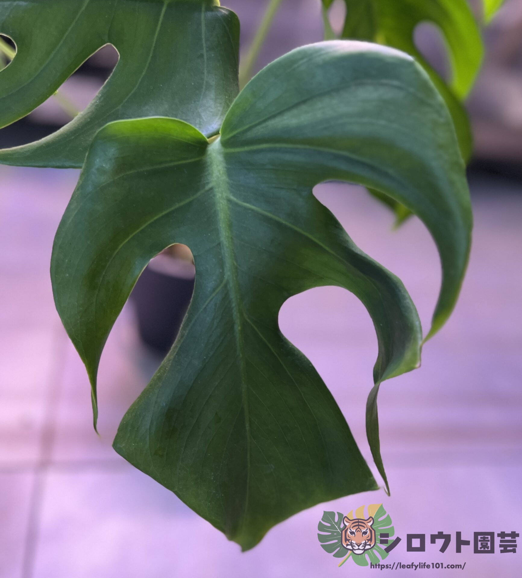 変葉　モンステラ　デリシオーサ　セット売り6株 変異株】モンステラ・デリシオーサ 'シャープ(ナロー) フォーム' 成長