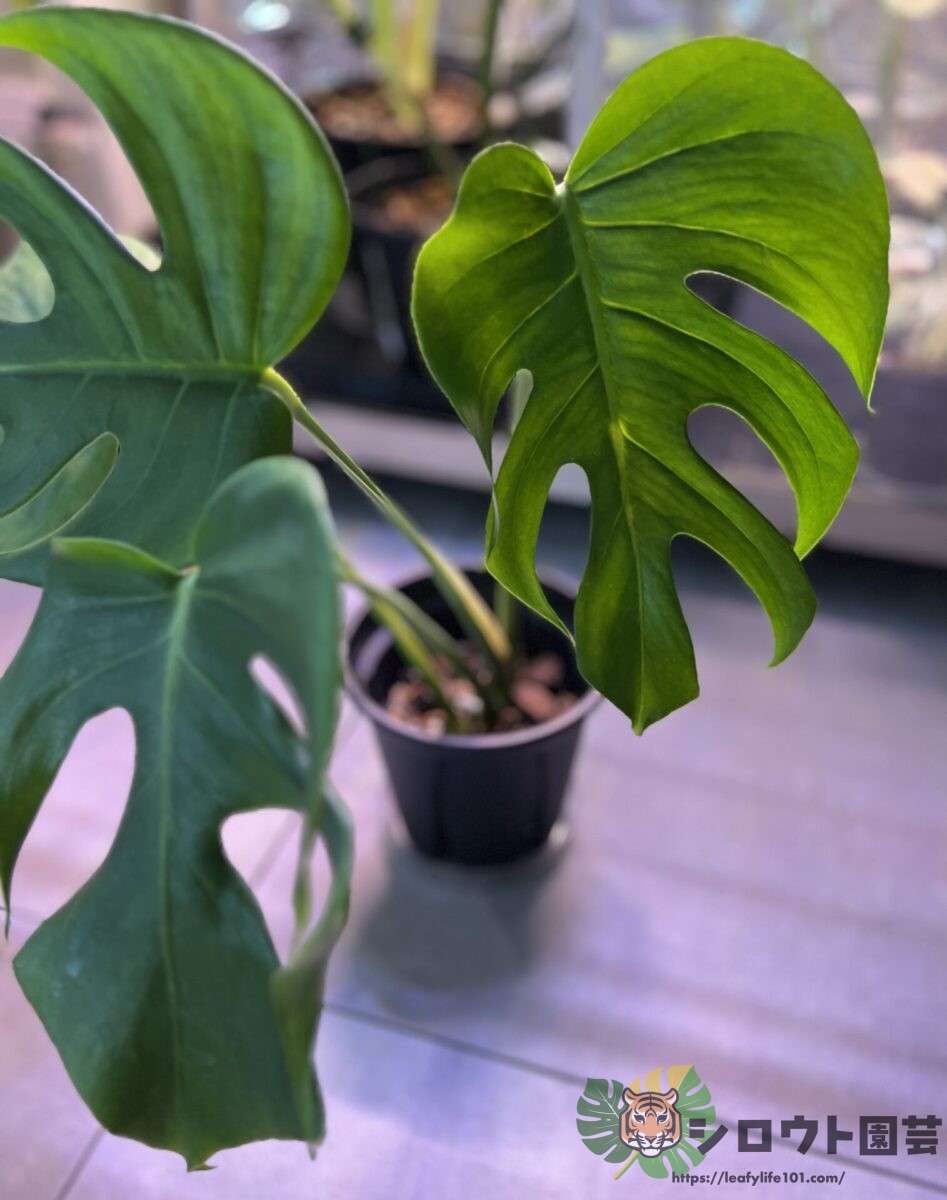 【変異株】モンステラ・デリシオーサ 'シャープ(ナロー) フォーム' 成長記録・育て方