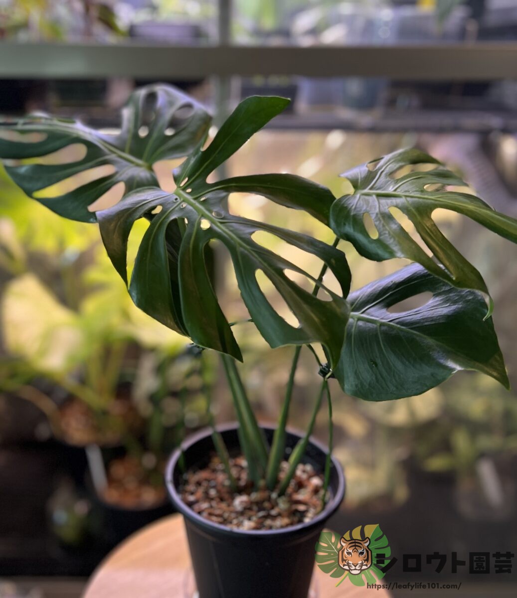 モンステラ・デリシオーサ 'NoID Dwarf'