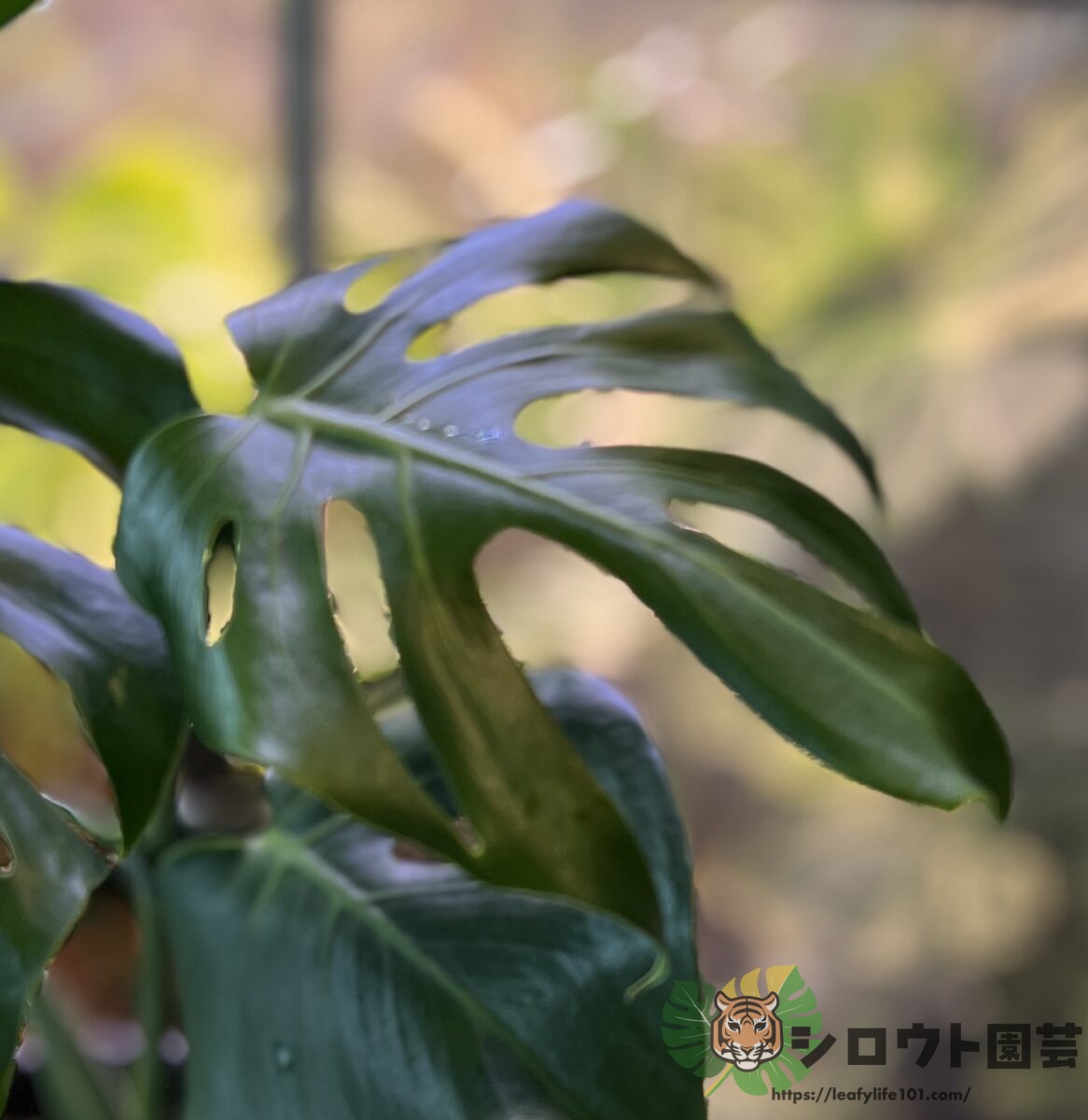 モンステラ・デリシオーサ 'NoID Dwarf'