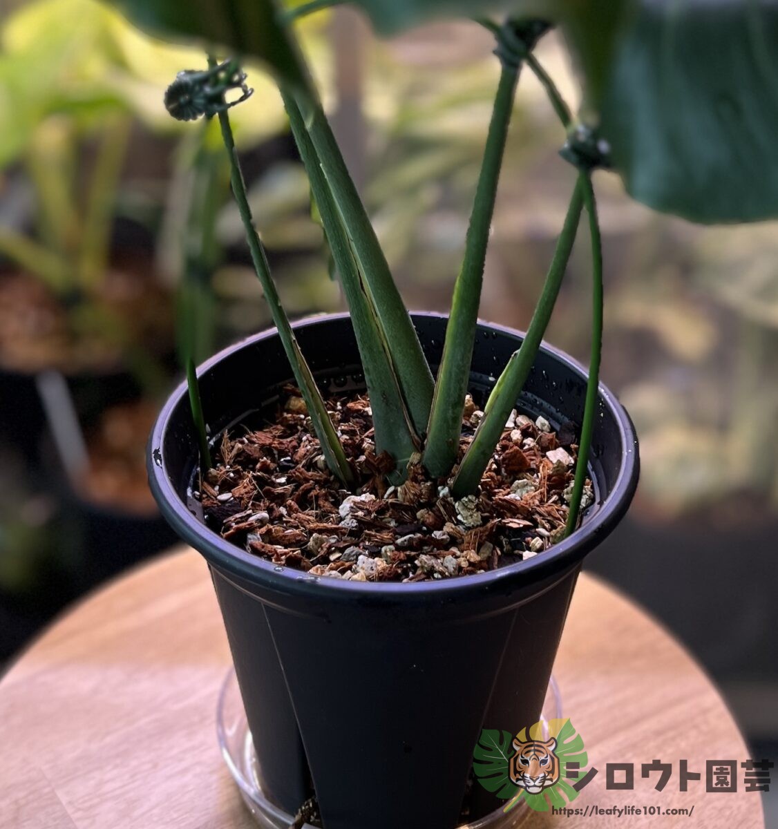 モンステラ・デリシオーサ 'NoID Dwarf'