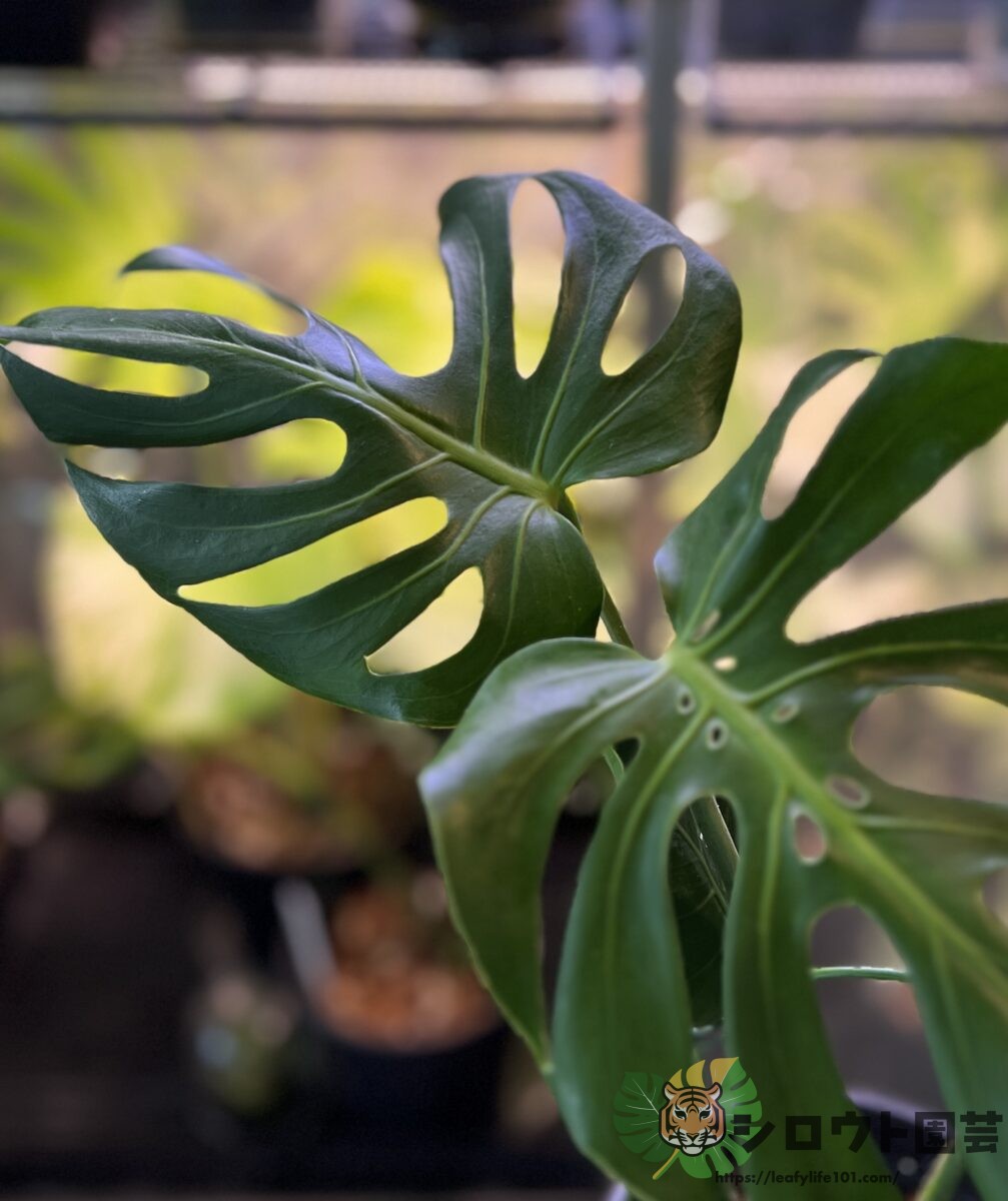 モンステラ・デリシオーサ 'NoID Dwarf'