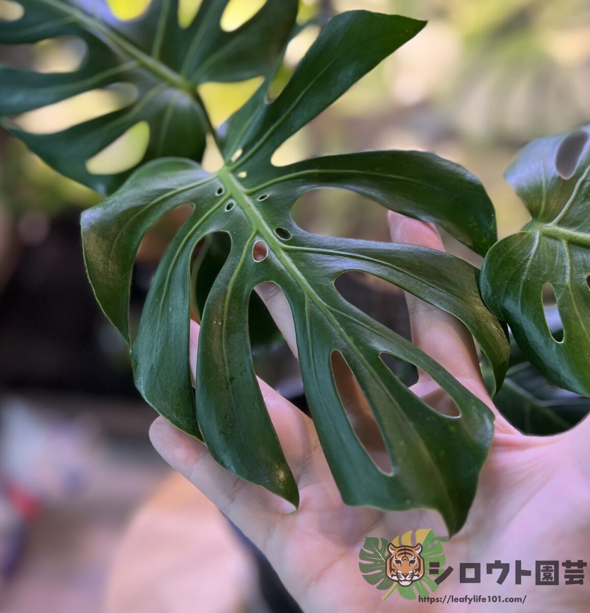 モンステラ・デリシオーサ 'NoID Dwarf'