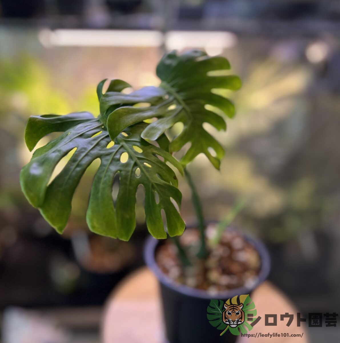 モンステラ・デリシオーサ 'スケルトン ゴーストフェイス'