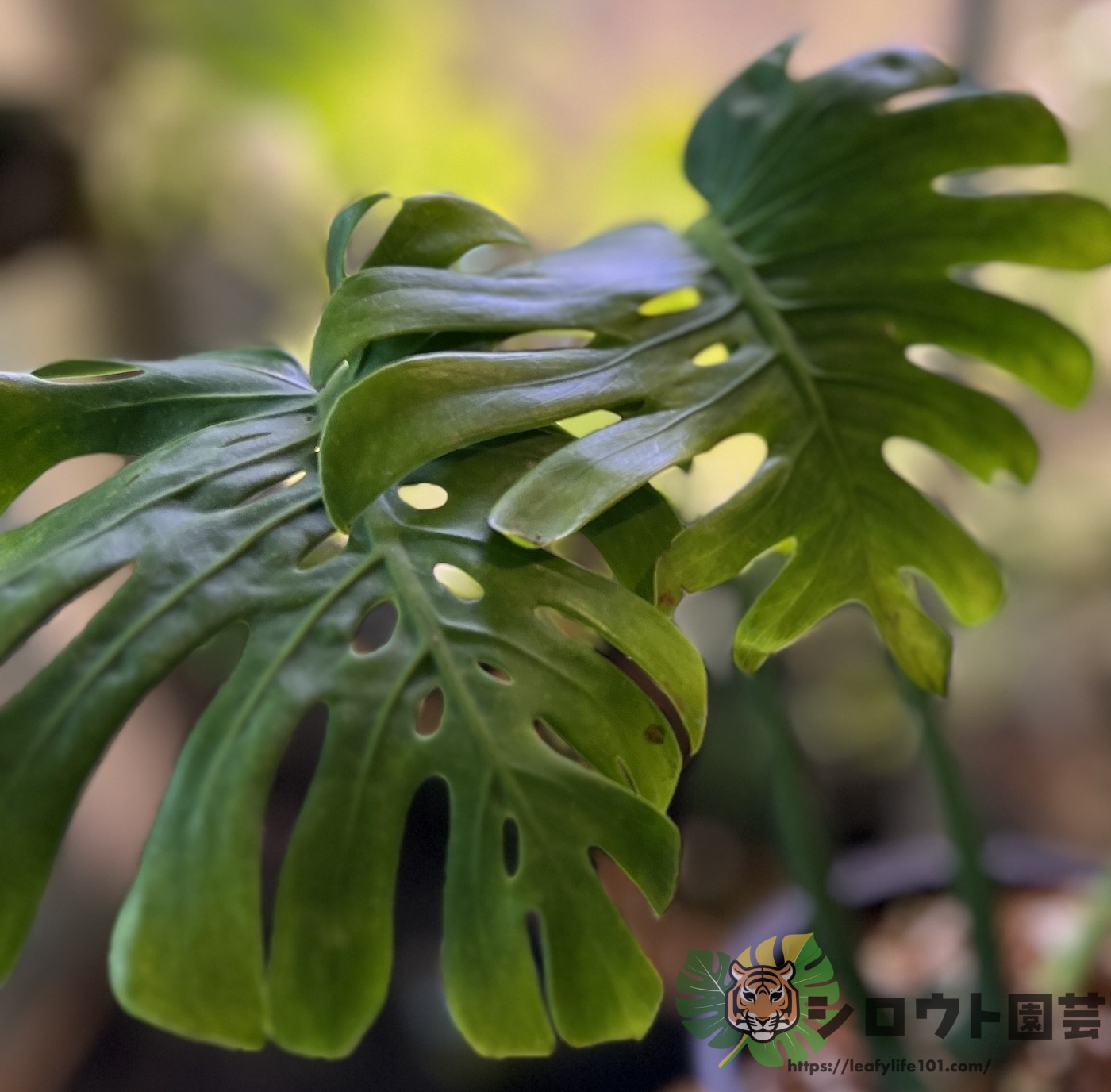 モンステラ・デリシオーサ 'スケルトン ゴーストフェイス' 成長記録