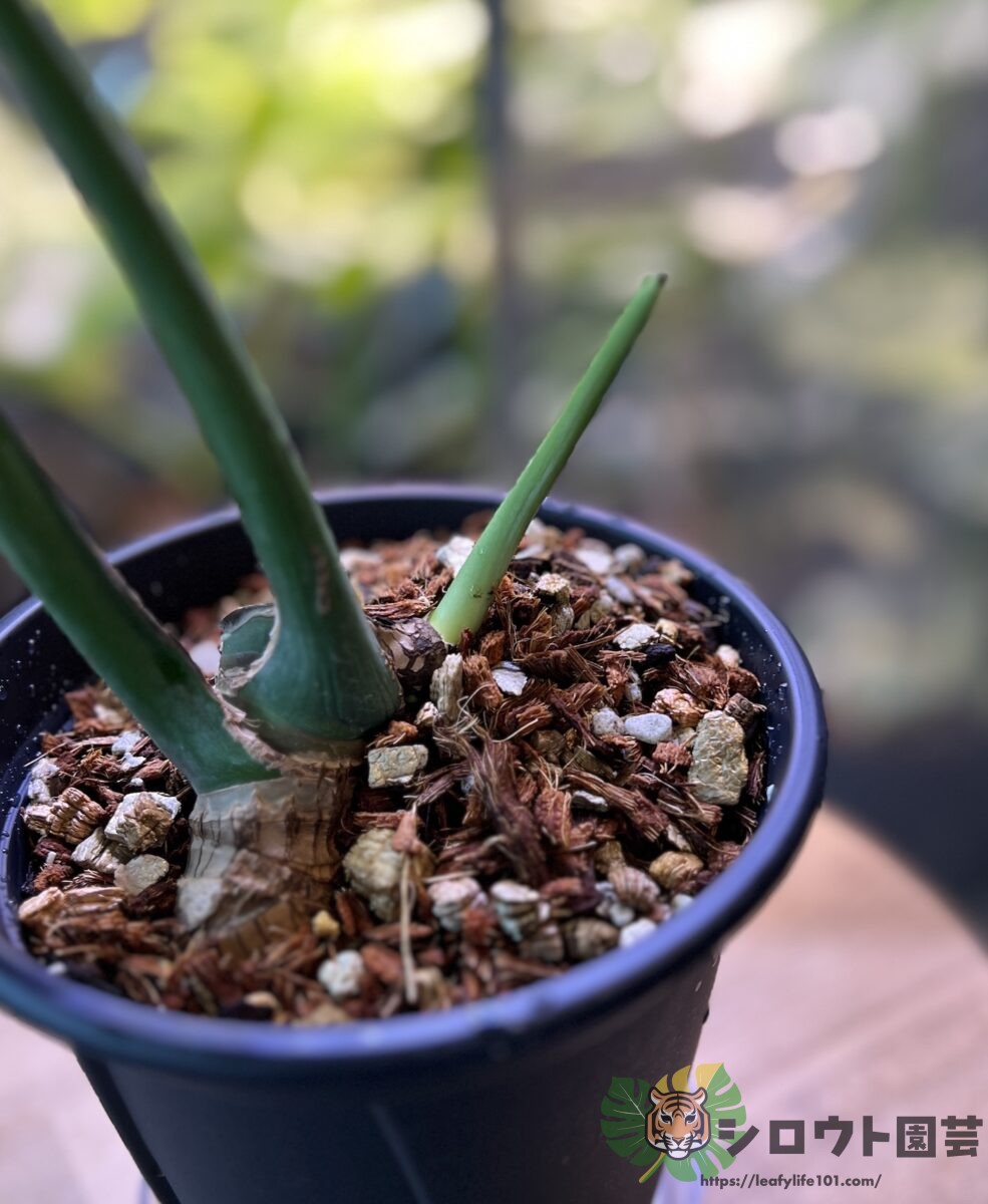 モンステラ・デリシオーサ 'スケルトン ゴーストフェイス'